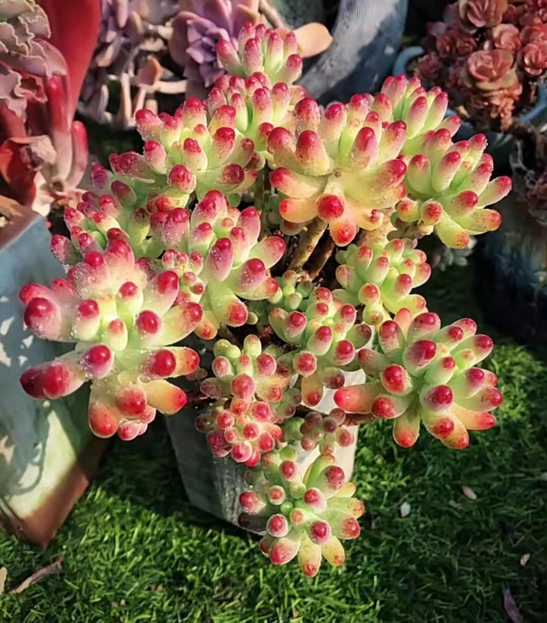 多肉植物真的有毒嗎_多肉植物里面是什么_多肉植物都有什么樣的