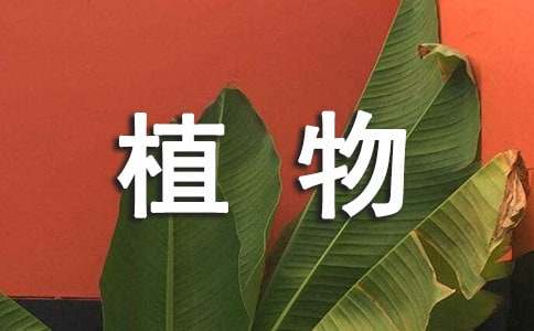 養(yǎng)植物多肉的方法_多肉瓣植物怎么養(yǎng)_養(yǎng)植物多肉的好處