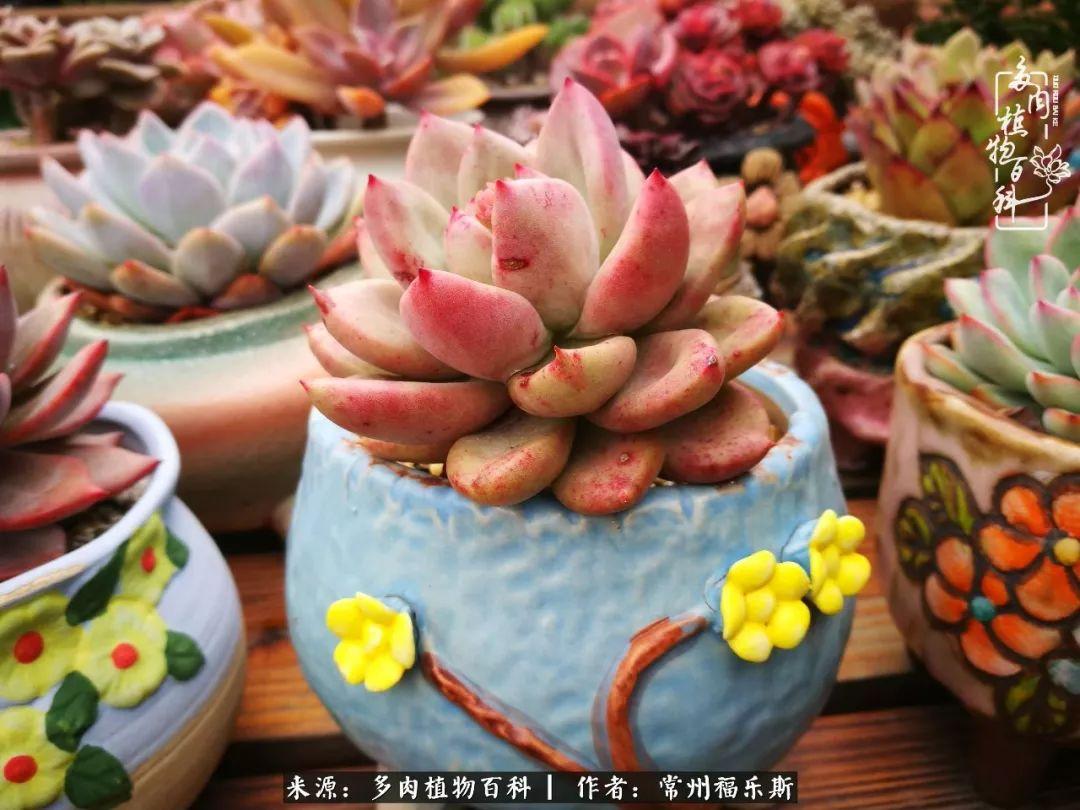 多肉植物是植物嗎_多肉是一種什么植物?_植物種多肉是什么品種