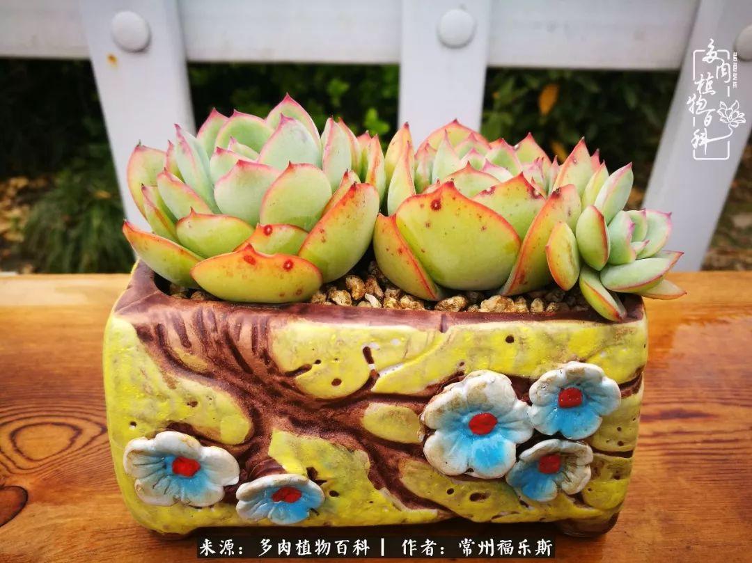 多肉植物是植物嗎_植物種多肉是什么品種_多肉是一種什么植物?