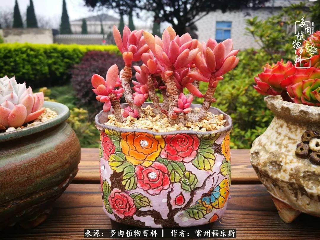 多肉植物是植物嗎_植物種多肉是什么品種_多肉是一種什么植物?