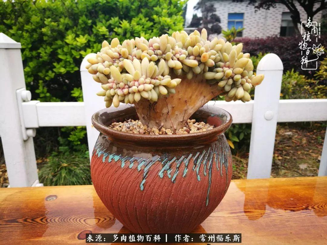 植物種多肉是什么品種_多肉是一種什么植物?_多肉植物是植物嗎