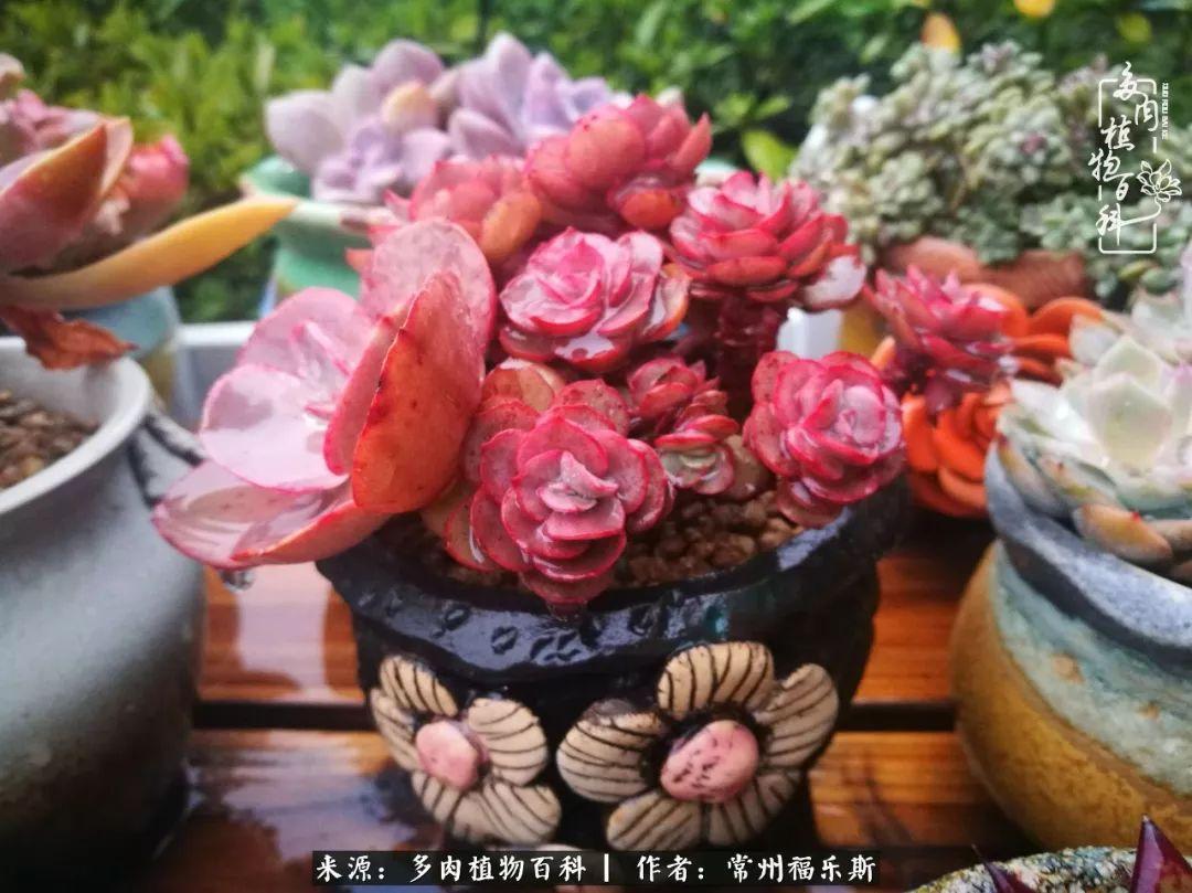 植物種多肉是什么品種_多肉植物是植物嗎_多肉是一種什么植物?