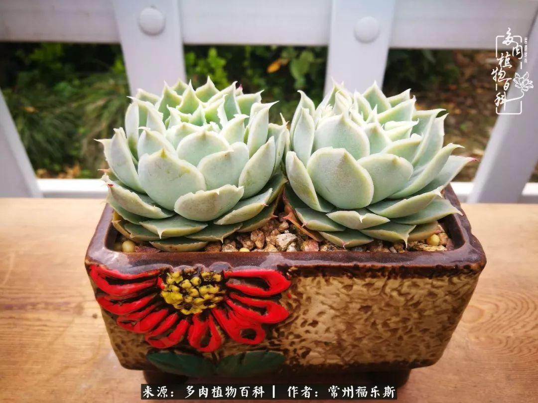 植物種多肉是什么品種_多肉植物是植物嗎_多肉是一種什么植物?