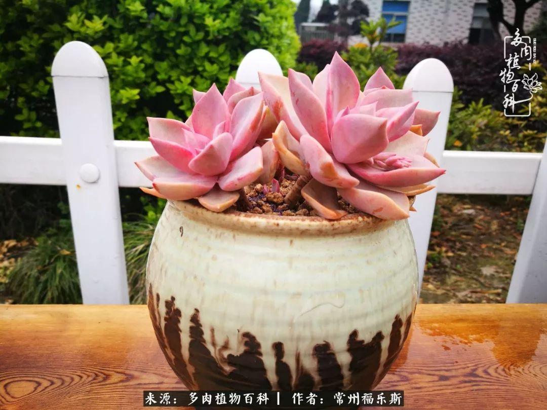 植物種多肉是什么品種_多肉是一種什么植物?_多肉植物是植物嗎