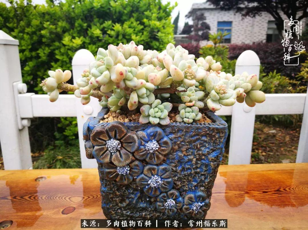 植物種多肉是什么品種_多肉是一種什么植物?_多肉植物是植物嗎