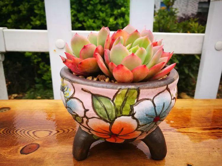 多肉是一種什么植物?_植物種多肉是什么品種_多肉植物是植物嗎