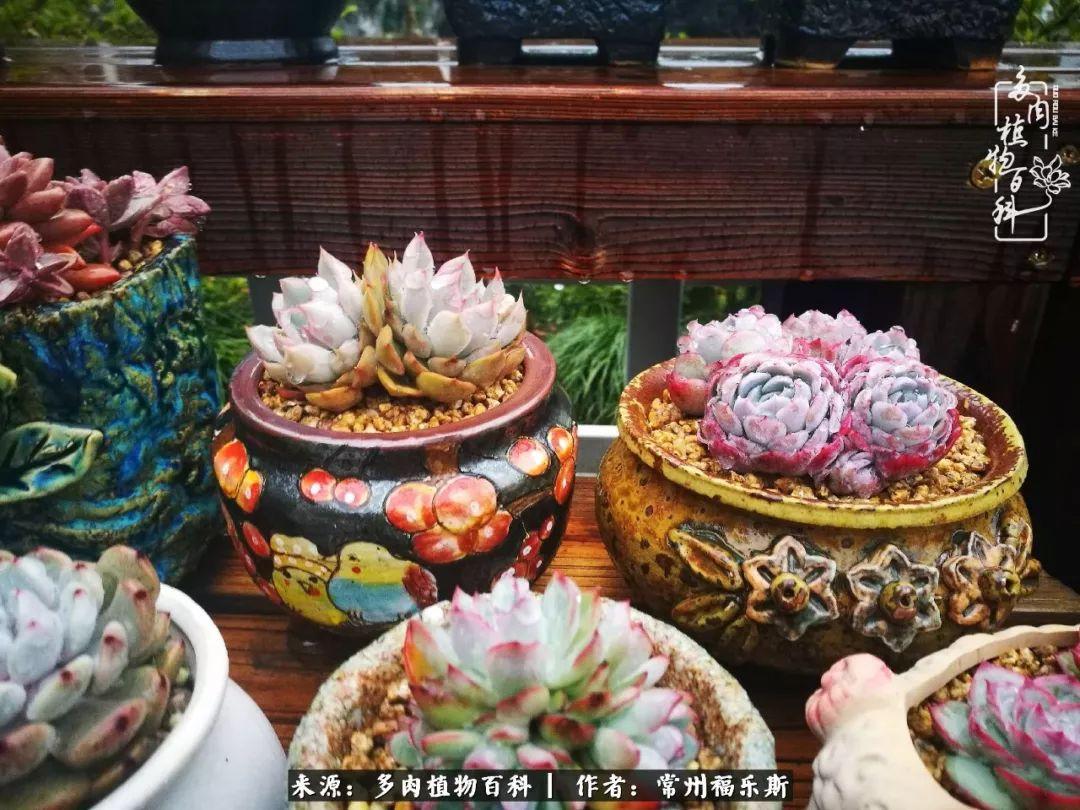 多肉是一種什么植物?_植物種多肉是什么品種_多肉植物是植物嗎