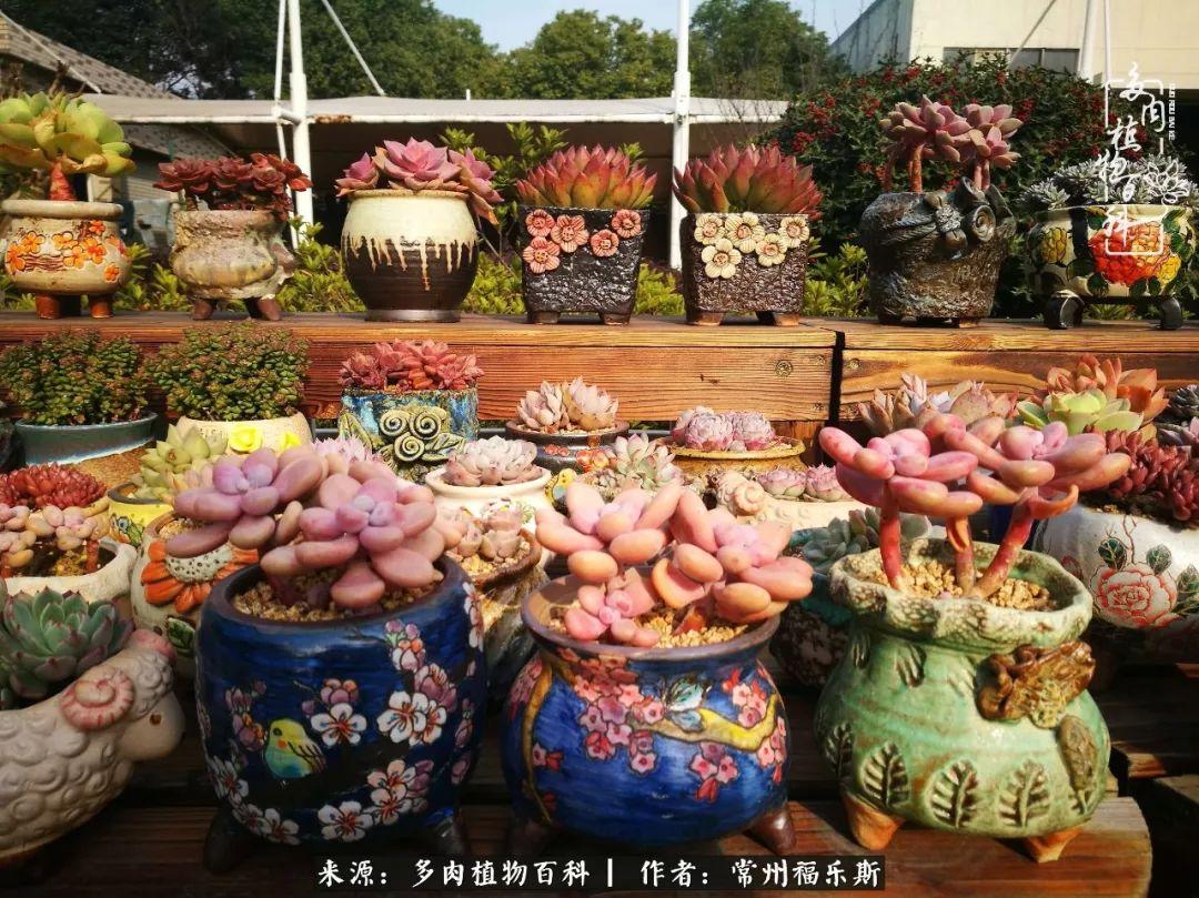 植物種多肉是什么品種_多肉是一種什么植物?_多肉植物是植物嗎
