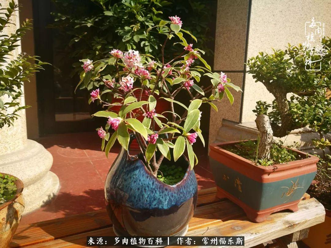 多肉是一種什么植物?_植物種多肉是什么品種_多肉植物是植物嗎