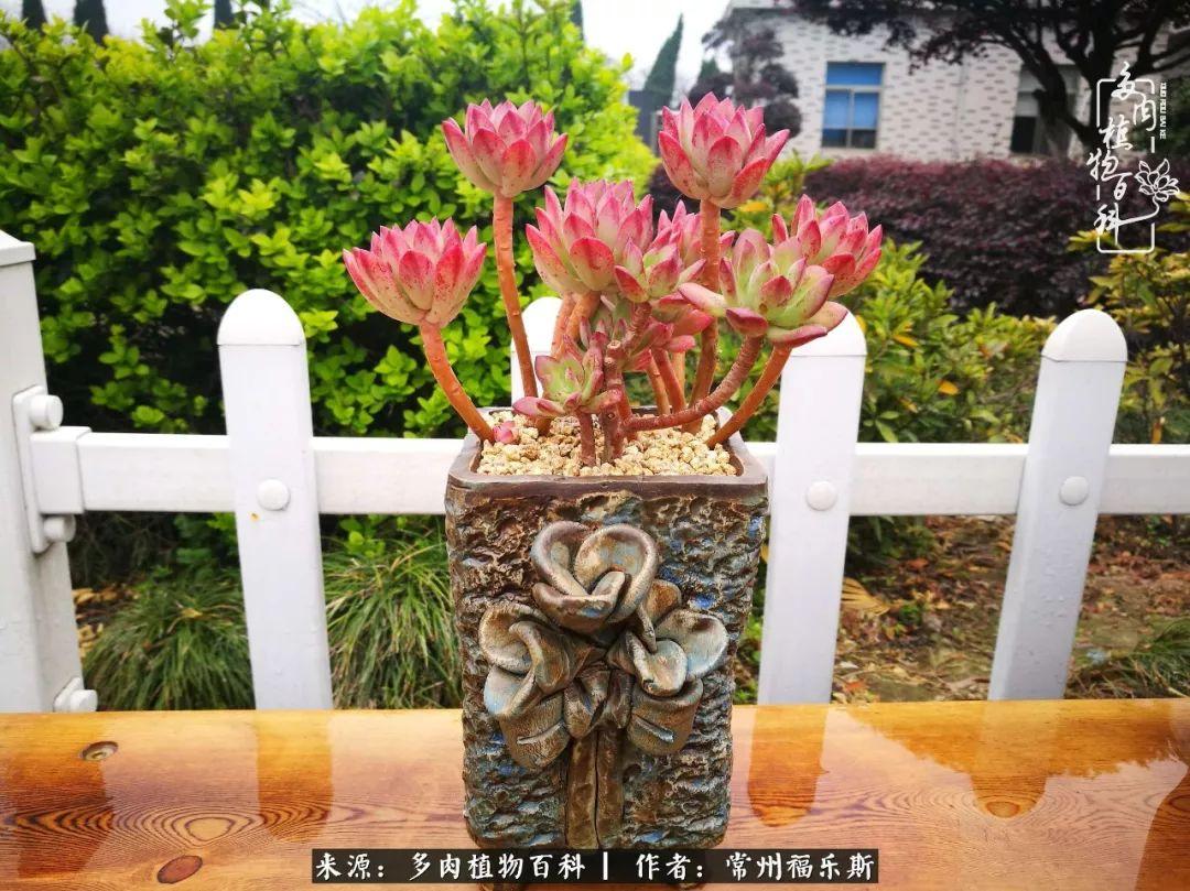 多肉是一種什么植物?_多肉植物是植物嗎_植物種多肉是什么品種