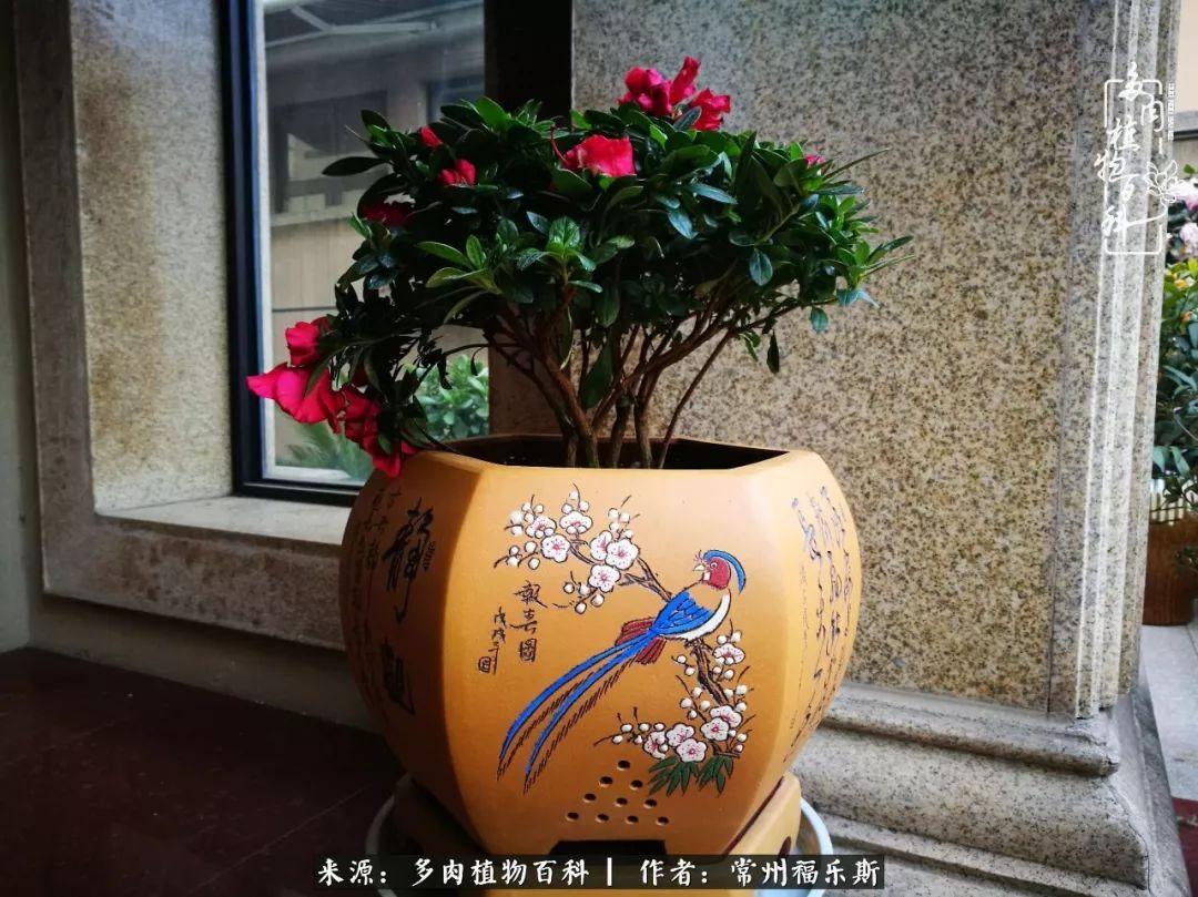 植物種多肉是什么品種_多肉是一種什么植物?_多肉植物是植物嗎