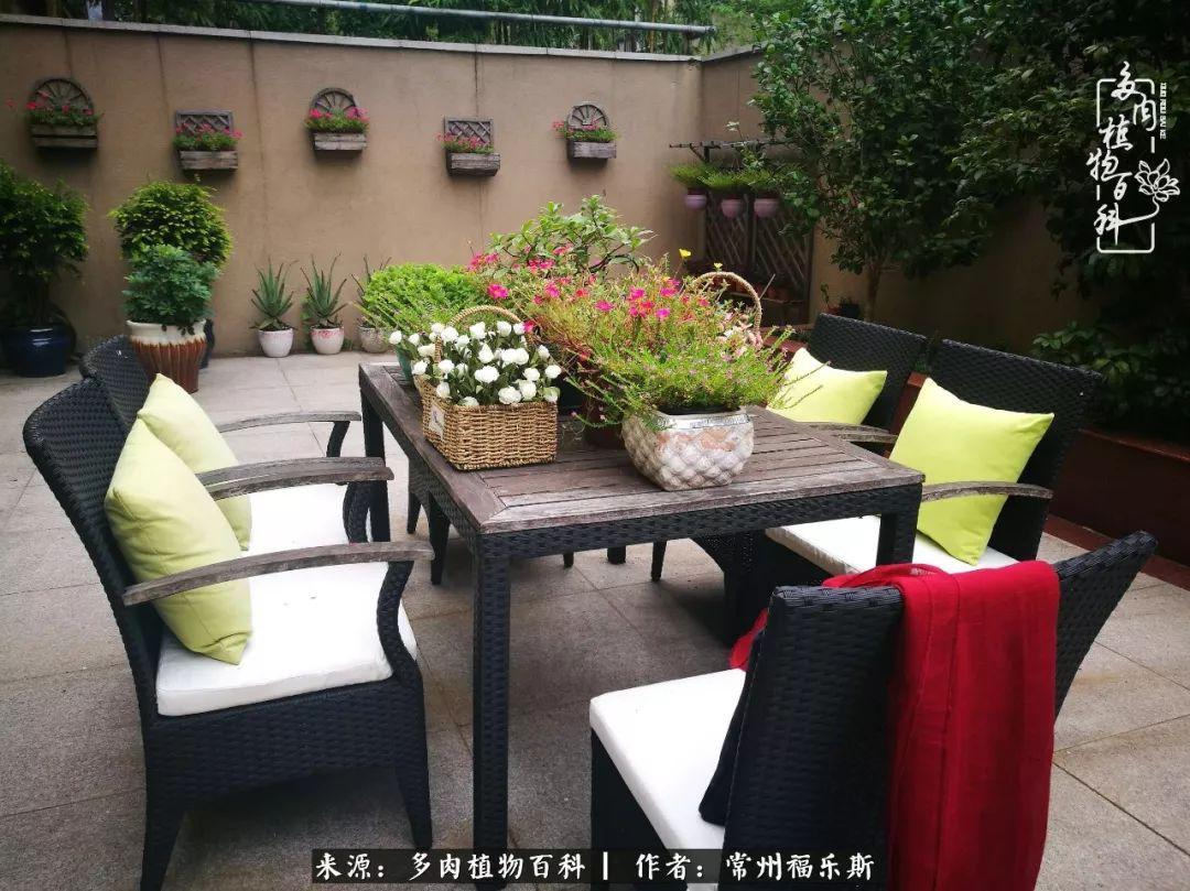 多肉植物是植物嗎_植物種多肉是什么品種_多肉是一種什么植物?