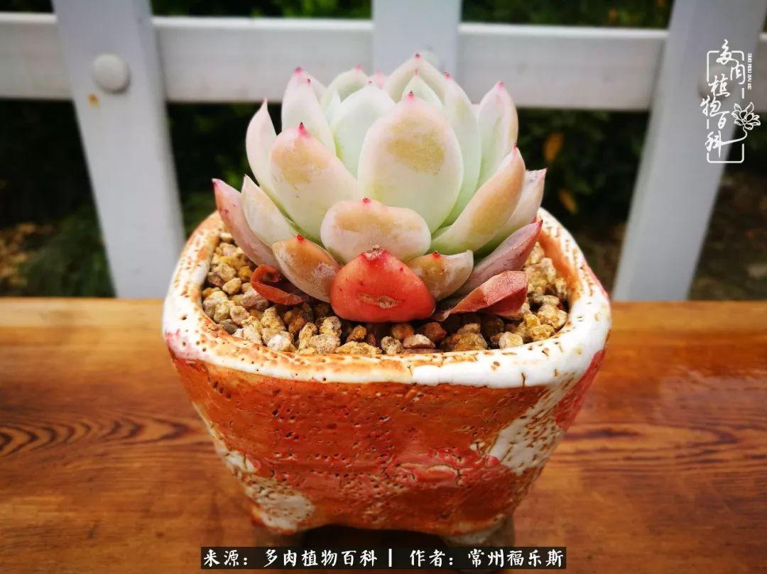 多肉是一種什么植物?_植物種多肉是什么品種_多肉植物是植物嗎