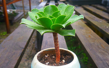 花卉批發(fā)多肉圖片大全_多肉花卉批發(fā)_花卉市場(chǎng)多肉