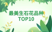 多肉花卉批發(fā)_花卉批發(fā)多肉圖片大全_花卉市場(chǎng)多肉