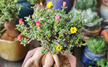 花卉批發(fā)多肉圖片大全_多肉花卉批發(fā)_花卉市場(chǎng)多肉