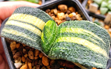 花卉市場(chǎng)多肉_花卉批發(fā)多肉圖片大全_多肉花卉批發(fā)