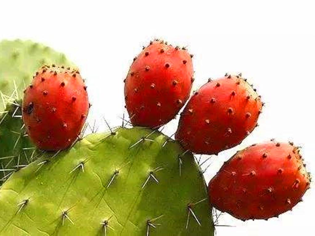 多肉可以吃嗎_多肉植物可以吃_多肉可以吃嗎有哪些健康