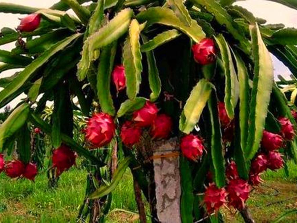 多肉可以吃嗎_多肉可以吃嗎有哪些健康_多肉植物可以吃