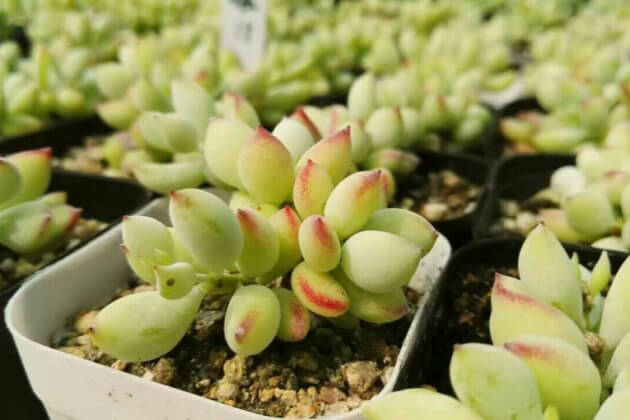 多肉達摩福娘怎么養(yǎng)_達摩福娘多肉養(yǎng)殖和注意_多肉達摩福娘怎么養(yǎng)護