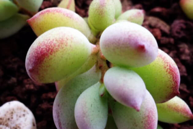 多肉達摩福娘怎么養(yǎng)_多肉達摩福娘怎么養(yǎng)護_達摩福娘多肉養(yǎng)殖和注意