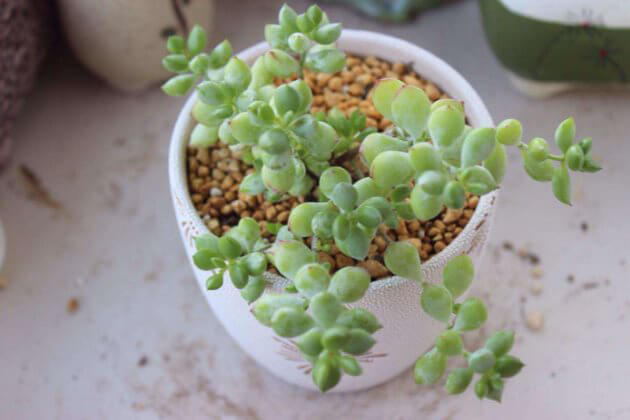 多肉達摩福娘怎么養(yǎng)_多肉達摩福娘怎么養(yǎng)護_達摩福娘多肉養(yǎng)殖和注意