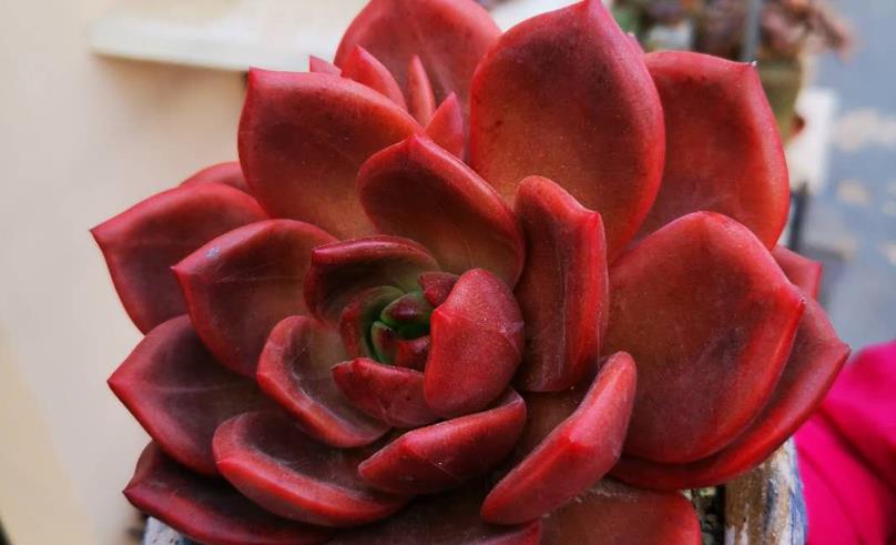 多肉隔著玻璃曬太陽會徒長嗎_多肉隔著玻璃曬太陽能出狀態(tài)嗎_隔著玻璃曬多肉有用嗎