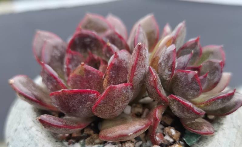 多肉隔著玻璃曬太陽會徒長嗎_多肉隔著玻璃曬太陽能出狀態(tài)嗎_隔著玻璃曬多肉有用嗎