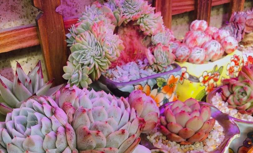 多肉隔著玻璃曬太陽會徒長嗎_隔著玻璃曬多肉有用嗎_多肉隔著玻璃曬太陽能出狀態(tài)嗎