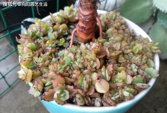 繁殖最強(qiáng)多肉能力的動(dòng)物_繁殖能力最強(qiáng)的多肉_繁殖最快的多肉