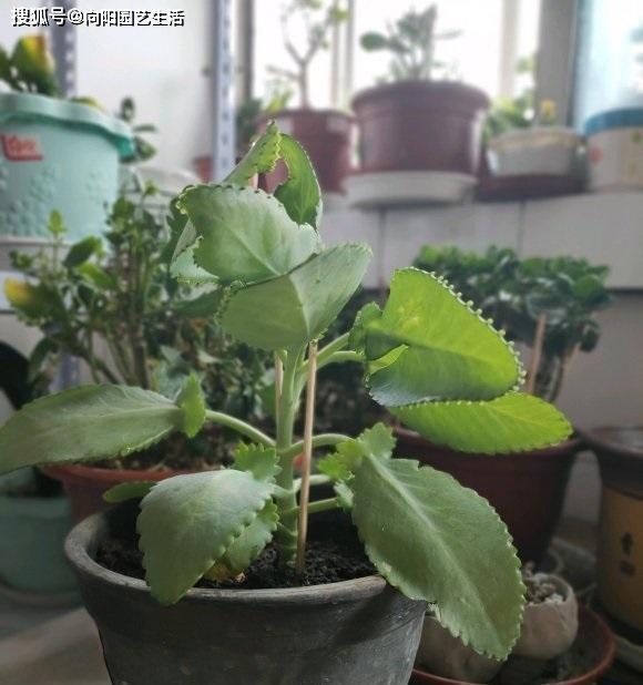繁殖能力最強(qiáng)的多肉_繁殖最快的多肉_繁殖最強(qiáng)多肉能力的動(dòng)物