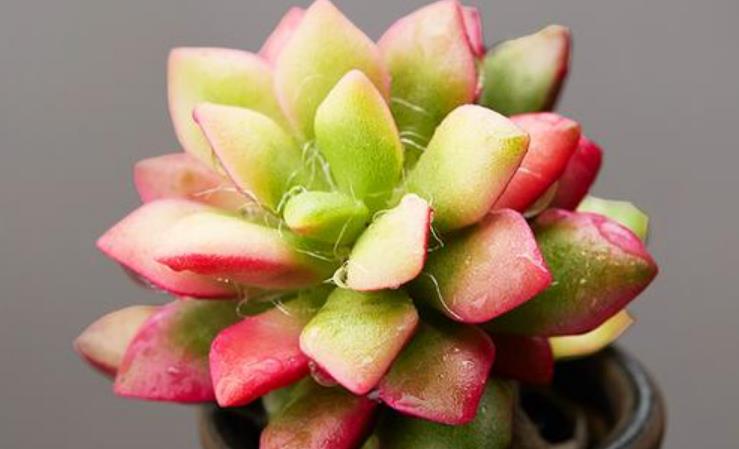 多肉吹雪開花嗎_多肉植物吹雪_多肉吹雪怎么養(yǎng)才會紅