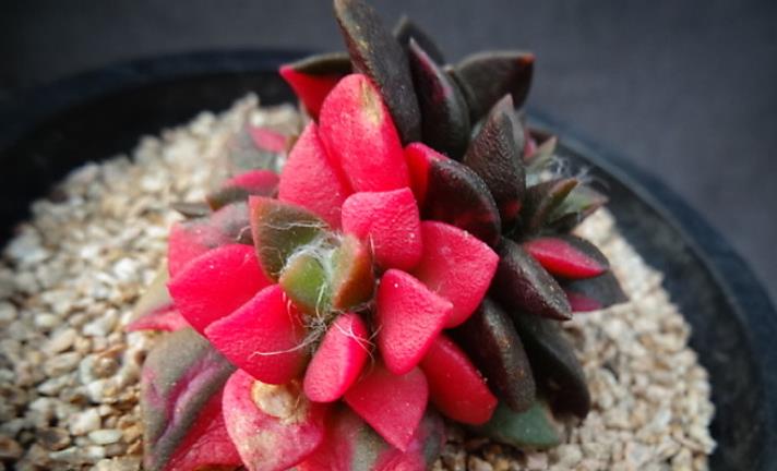 多肉植物吹雪_多肉吹雪開花嗎_多肉吹雪怎么養(yǎng)才會紅