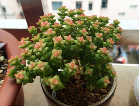 多肉小米星怎么養(yǎng)_小米星多肉怎么養(yǎng)_多肉小米星用什么盆好看