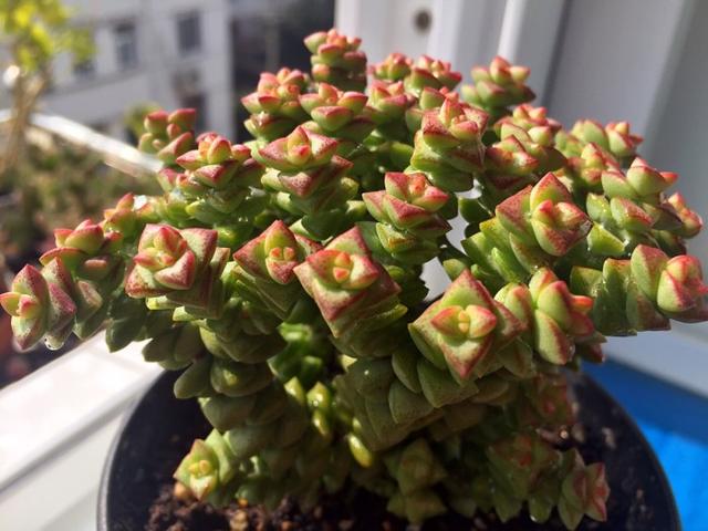 小米星多肉怎么養(yǎng)_多肉小米星怎么養(yǎng)_多肉小米星用什么盆好看