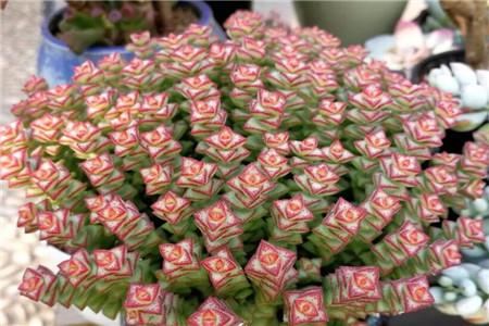 多肉小米星用什么盆好看_小米星多肉怎么養(yǎng)_多肉小米星怎么養(yǎng)