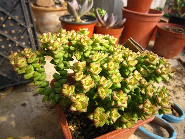 多肉小米星怎么養(yǎng)_小米星多肉怎么養(yǎng)_多肉小米星用什么盆好看