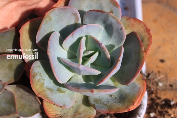 多肉植物土壤怎么配_配制多肉土壤_多肉的土壤怎么配