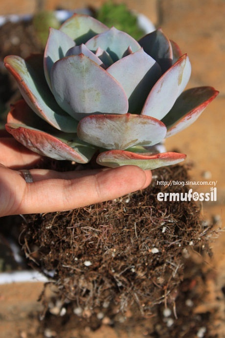多肉植物土壤怎么配_多肉的土壤怎么配_配制多肉土壤