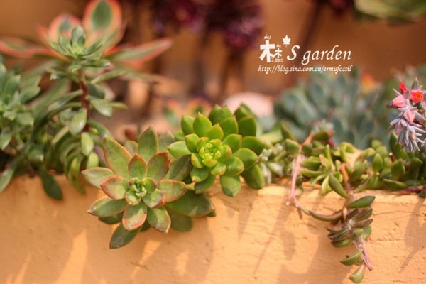 配制多肉土壤_多肉的土壤怎么配_多肉植物土壤怎么配