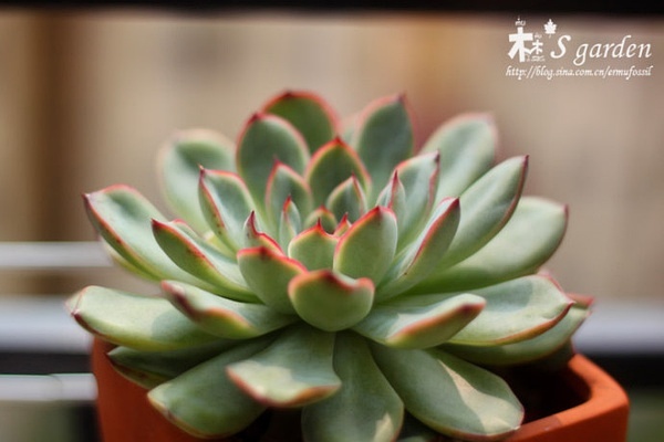 多肉植物土壤怎么配_配制多肉土壤_多肉的土壤怎么配