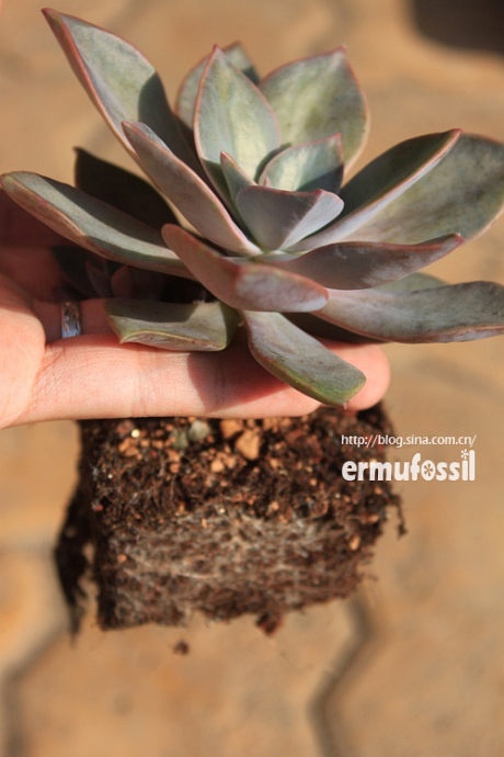 配制多肉土壤_多肉的土壤怎么配_多肉植物土壤怎么配