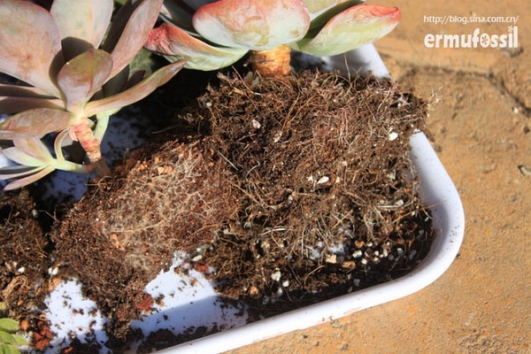多肉植物土壤怎么配_多肉的土壤怎么配_配制多肉土壤