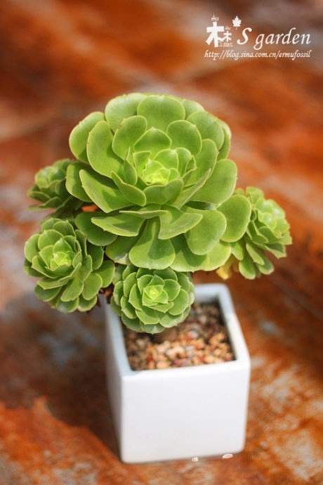 多肉的土壤怎么配_多肉植物土壤怎么配_配制多肉土壤