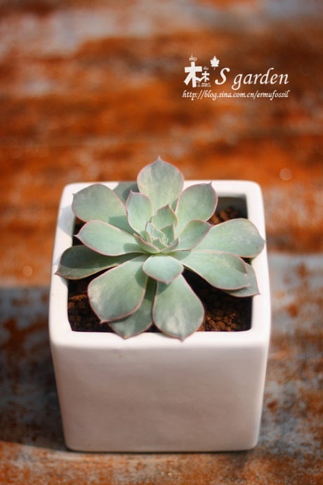 多肉的土壤怎么配_配制多肉土壤_多肉植物土壤怎么配