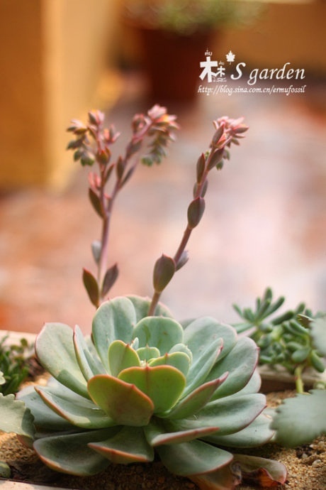 多肉的土壤怎么配_多肉植物土壤怎么配_配制多肉土壤