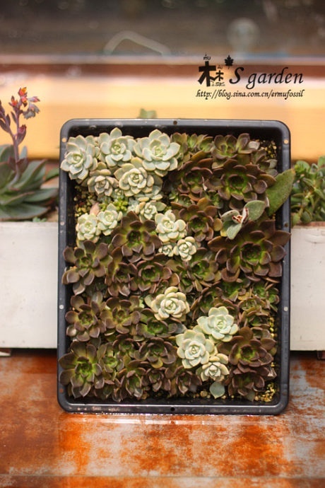 多肉的土壤怎么配_配制多肉土壤_多肉植物土壤怎么配