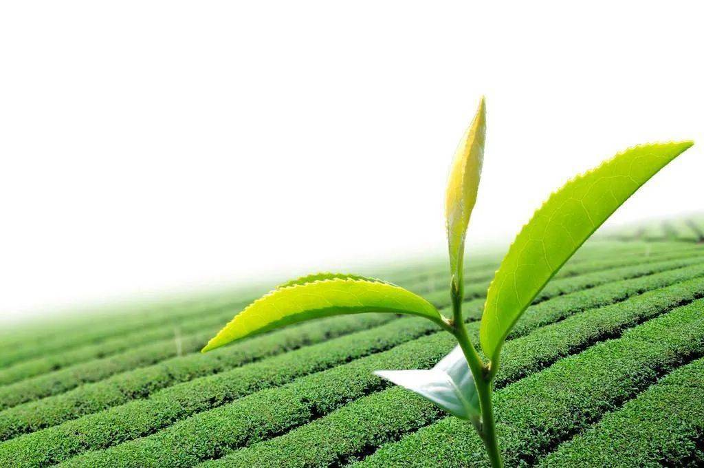 金手指多肉怎么養(yǎng)_金手指多肉植物怎么養(yǎng)_金手指多肉有毒嗎