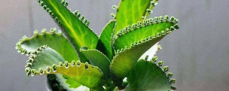 金手指多肉有毒嗎_金手指多肉怎么養(yǎng)_金手指多肉植物怎么養(yǎng)